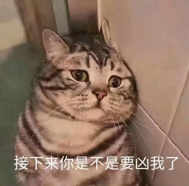 猫咪爱牛奶