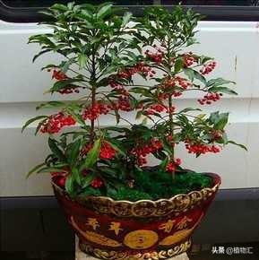 金玉满堂花