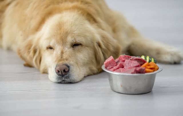 那么,狗狗吃什么肉好呢?
