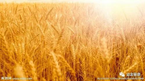 让美育走进家庭之手指印画—小麦