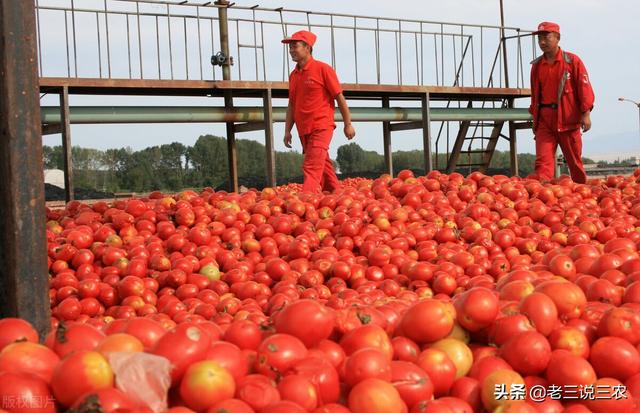 只要一把洗衣粉！小麦、大豆、番茄治病治虫真管用，南北方都适用13