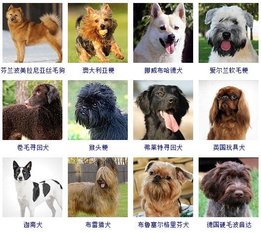 宠物犬图片