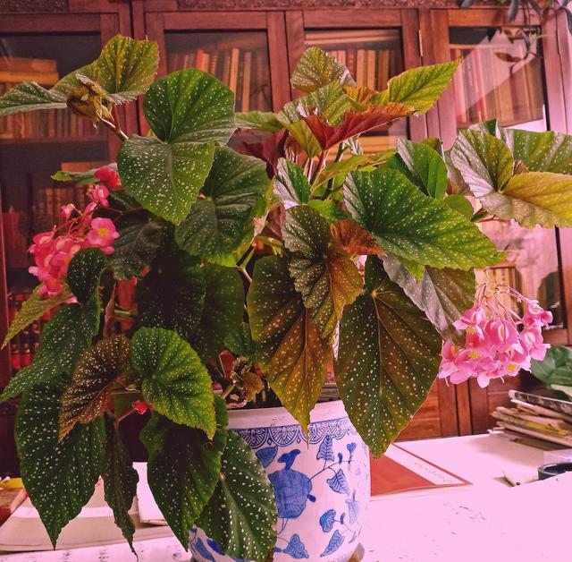 竹节海棠