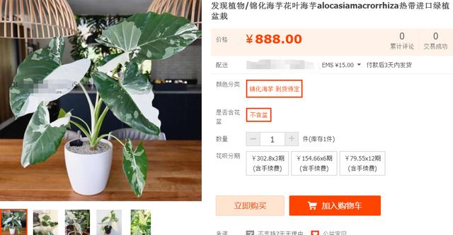 海芋花 海芋花（海芋花有几种颜色） 生活