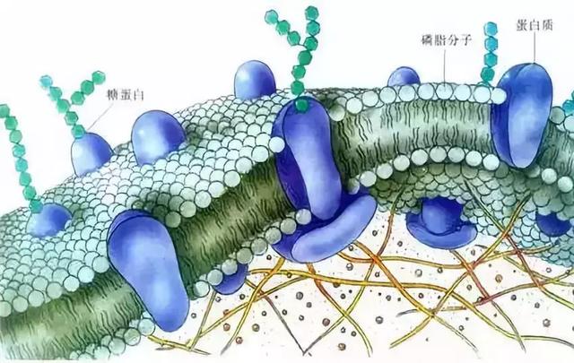 柑橘缺钙，不仅影响颜值还会降低品质，补钙攻略来了！1