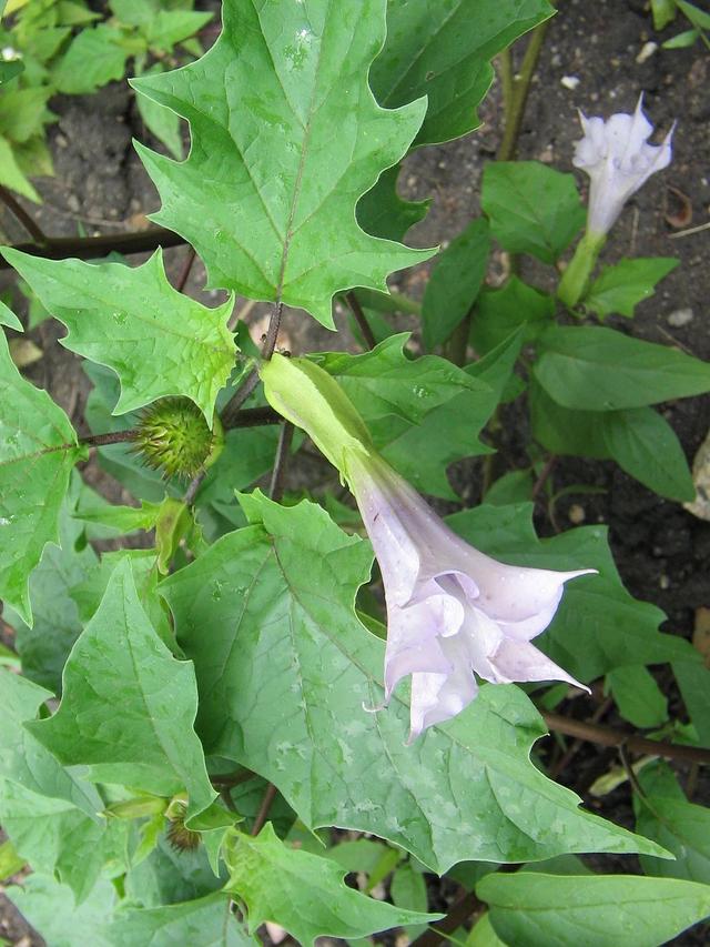 曼陀罗花,花似喇叭果似球(曼陀罗花泡酒治类风湿)