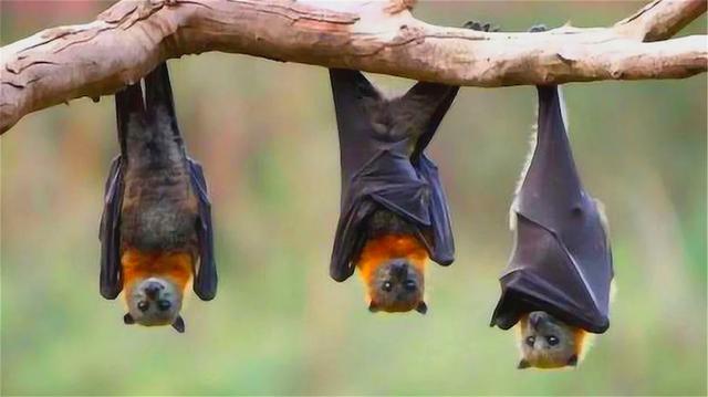 蝙蝠睡觉的姿势是什么