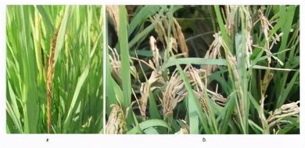 水稻穗腐病和穗枯病的研究进展2