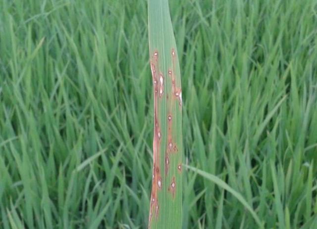 水稻全能杀菌剂归纳，全部正式登记三病，农民一种药剂防多种病害