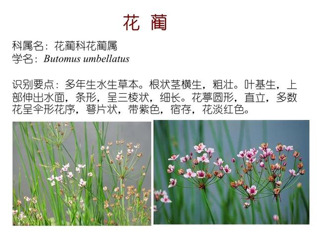 水生植物种类 水生植物种类（水生植物100种） 生活