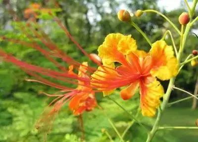 50种浪漫鲜花花语大全 50种浪漫鲜花花语大全（50种浪漫鲜花花语大全图片） 生活