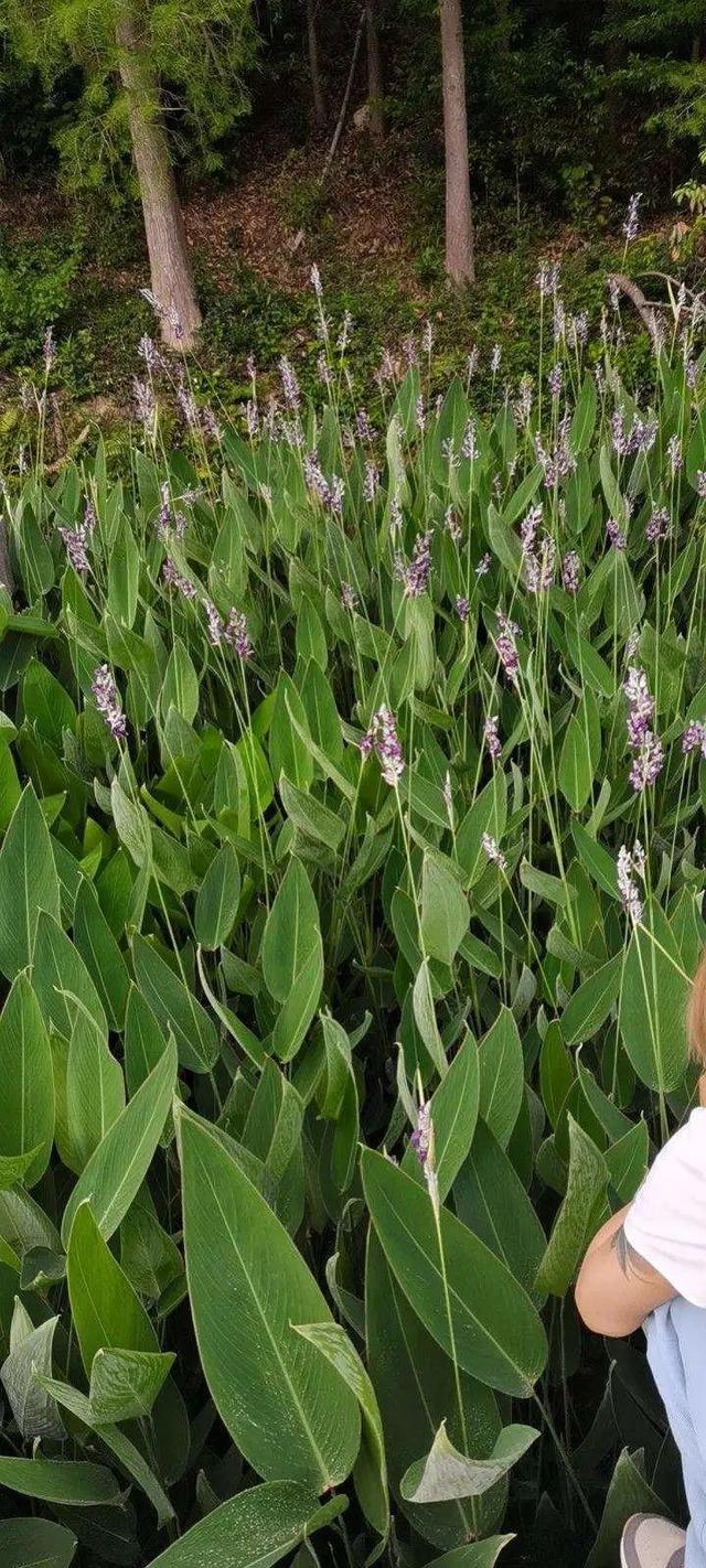 水植物