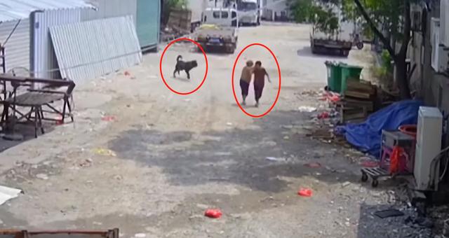 福建七旬老人被恶犬咬死，事发后狗还好好养着，死者家属：难以接受