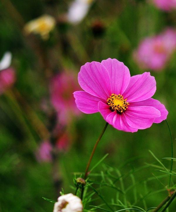 7种花适合孩子养，随便插土里就能活，孩子成就感满满
