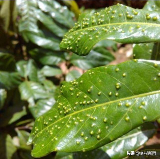 种植龙眼随时要提高警惕彻底根治龙眼角颊木虱4