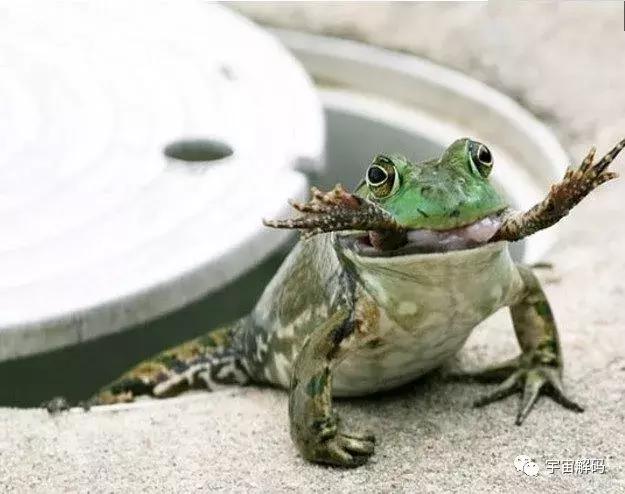 什么是食物链