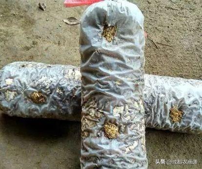 种香菇 种香菇（种香菇用什么树） 生活