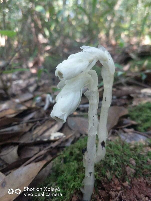 神奇的植物