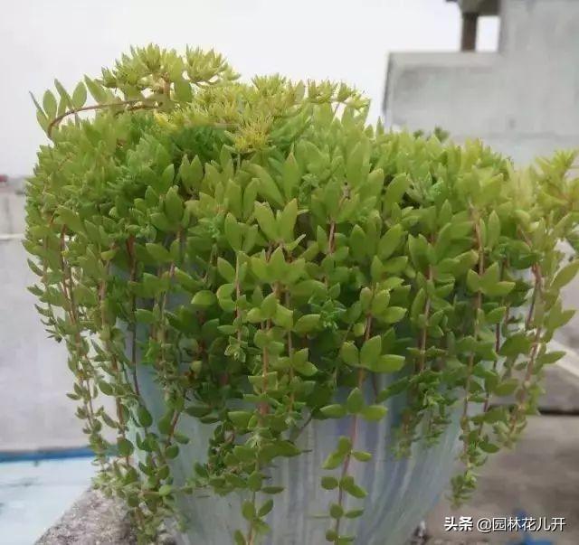 多肉植物图谱 多肉植物图谱（多肉植物怎么种） 生活