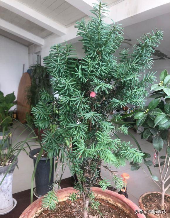 红豆杉果子 红豆杉果子（红豆杉果子泡酒功效） 生活