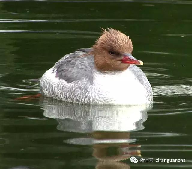 常见小型水鸟图片