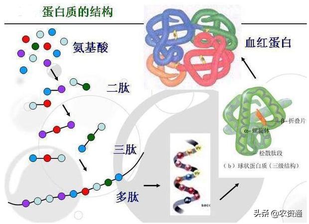 氨基酸水溶肥到底是什么？有什么作用？看完这篇文章你应该能懂2