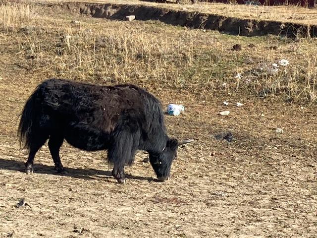 你想色达变成这样吗？