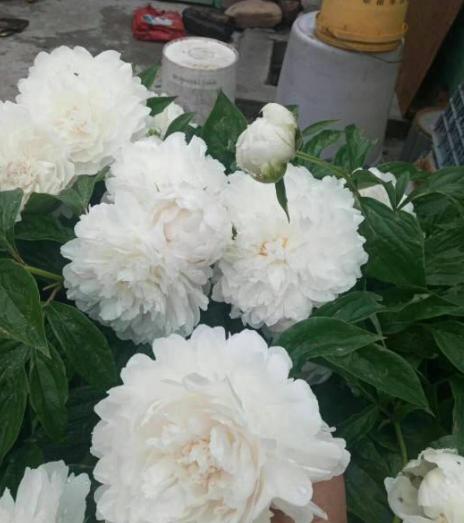 早春的芍药 早春的芍药（早春的清晨课件） 生活