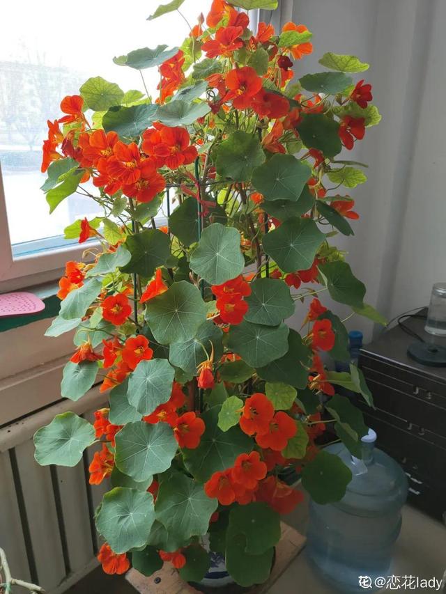 金铃花