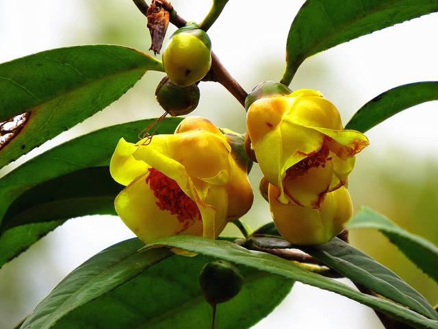 金花茶种植