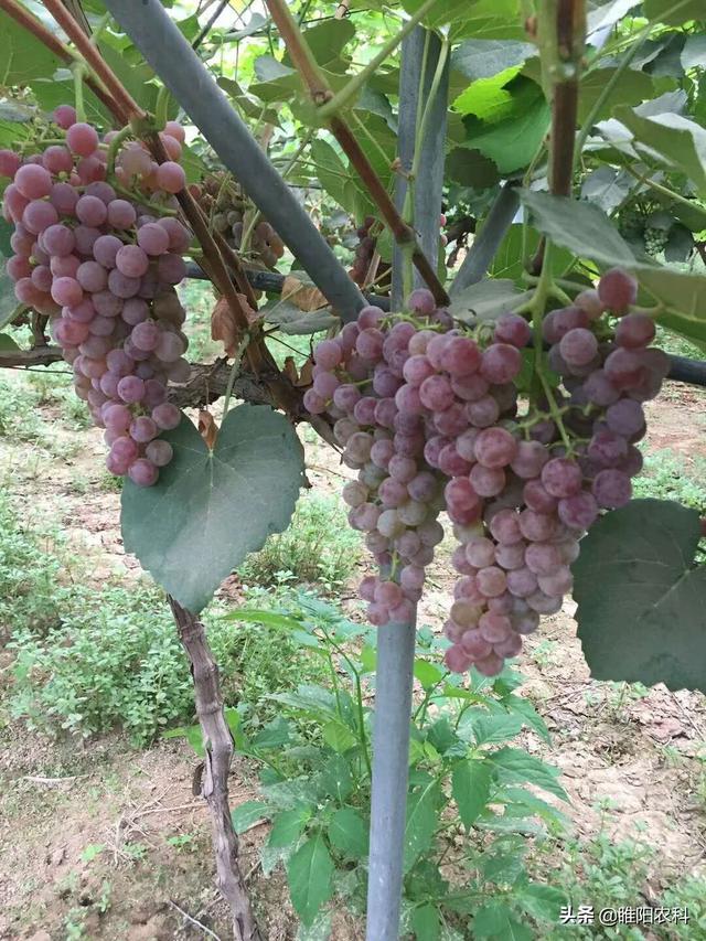 磷酸二氢钾加上这种硼肥，保花保果，膨果快5