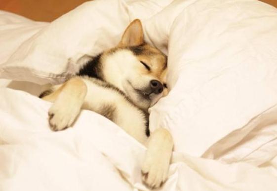 怎么让狗狗安静拍照(狗狗早上喜欢进房间安静的坐床边)-艾拉狗狗乐园