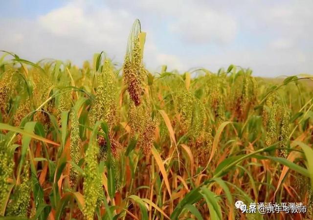 糜怎么读（糜怎么读拼音） 生活