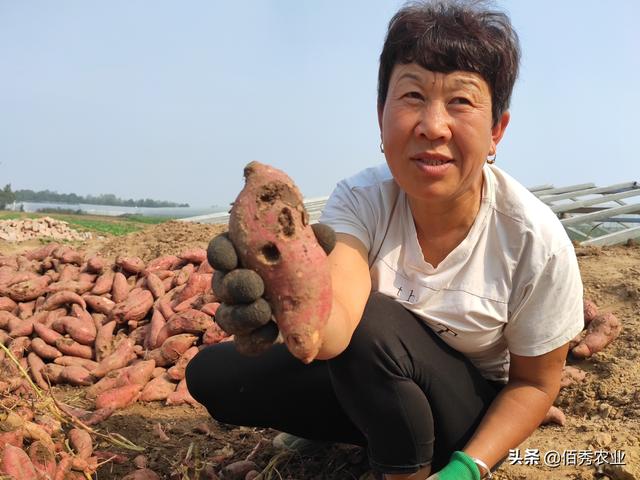 农民种植红薯，发生**虫危害咋防治，添加磷酸二氢钾有啥道理？3