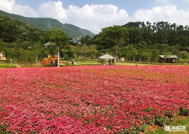 深圳市市花