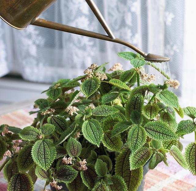 草本植物