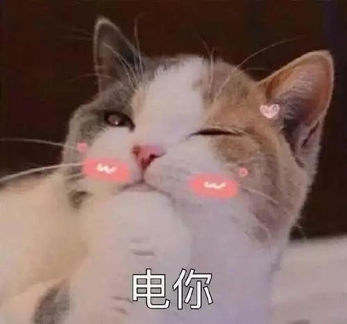 宠物猫图片大全 宠物猫图片大全（宠物猫图片大全大图） 动物