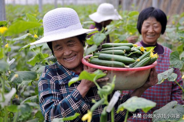 黄瓜发生“花打顶”问题不用愁，诱发原因和解决方法这都有16