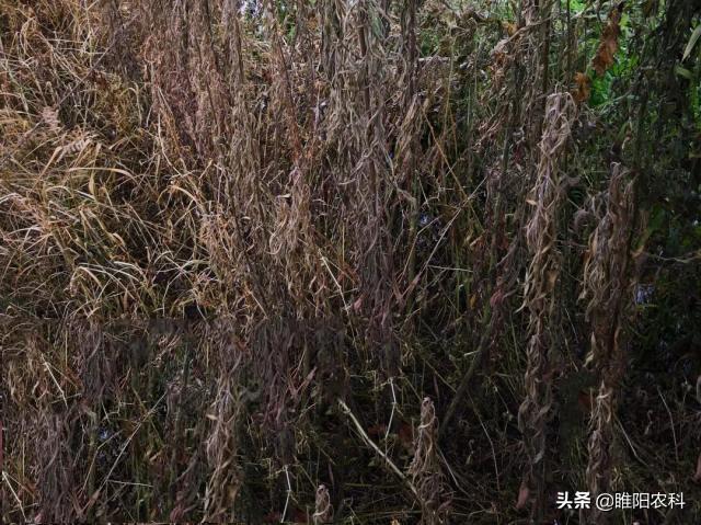 草甘膦加这个药，比百草枯还好，能杀灭所有杂草，而且还能连根除6