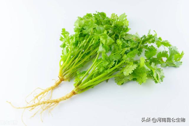 香菜根种植完怎么都死了？香菜烂根打什么药？香菜用什么肥料增产1