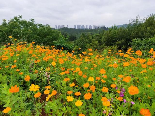 楚雄滚筒洗砂机价格