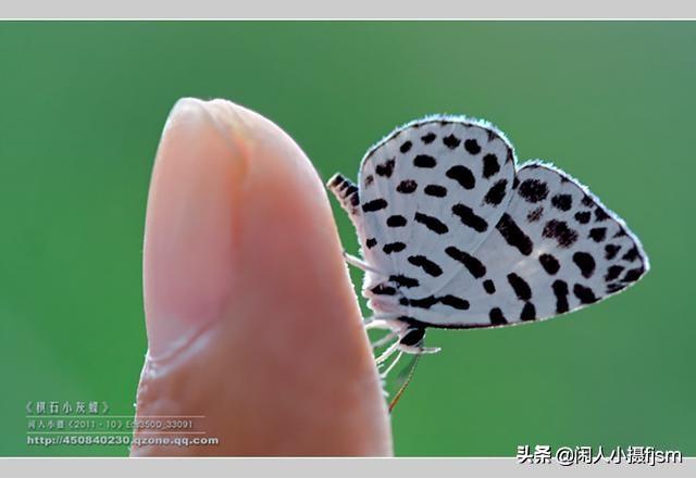 蝴蝶有什么特点