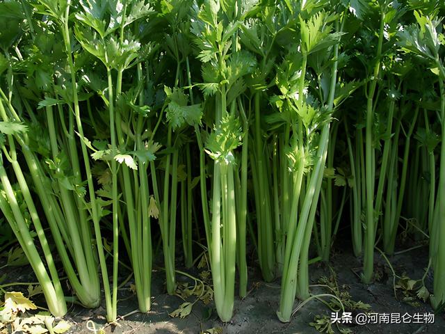 芹菜上什么肥料产量高？芹菜用什么叶面肥好？芹菜施什么肥料好？4