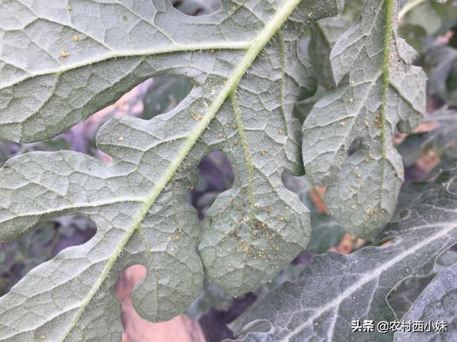 西瓜上有蚜虫要怎么办？西瓜蚜虫的防治方法3