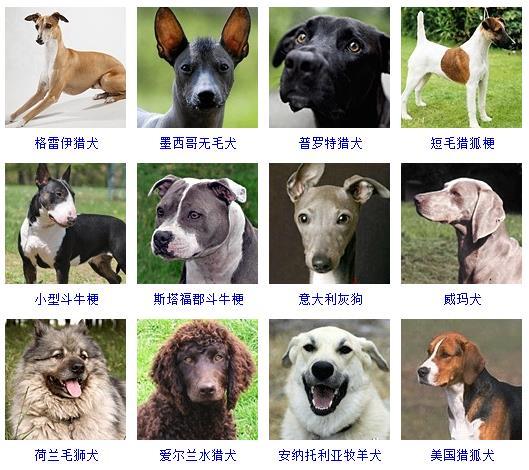 宠物犬