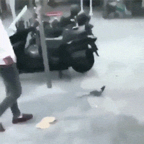 爆笑GIF图片：你永远不知道沙雕模仿的是啥