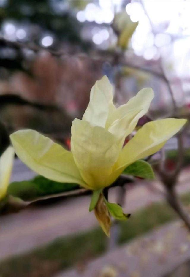 鸢尾花花语