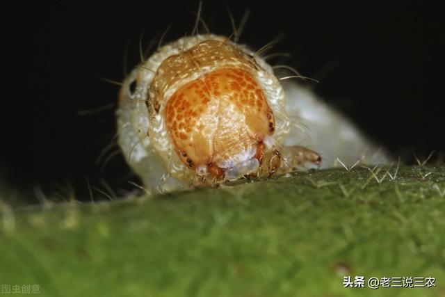 噻虫嗪治棉铃虫太厉害了！除虫干净又彻底，一季没虫害，真管用6