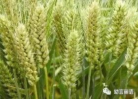 让美育走进家庭之手指印画—小麦