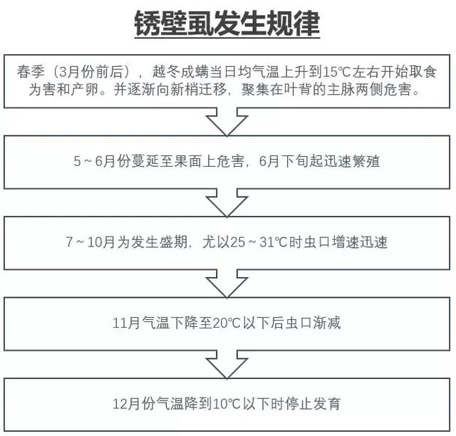 “颜值杀手”锈壁虱来袭，果子卖不掉咋办？专家说这些方法能治！5